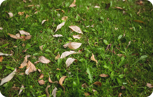 Mulching leaves on a lawn during fall cleanup in Waco, TX