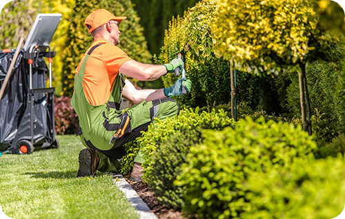 Shrub care and hedge maintenance in Baltimore